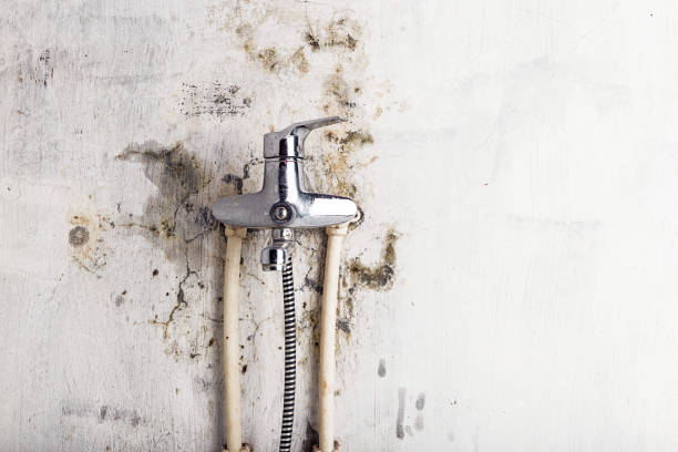 Best Black Mold Removal  in Memphis, TN