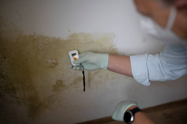 Best Mold Removal Process  in Memphis, TN