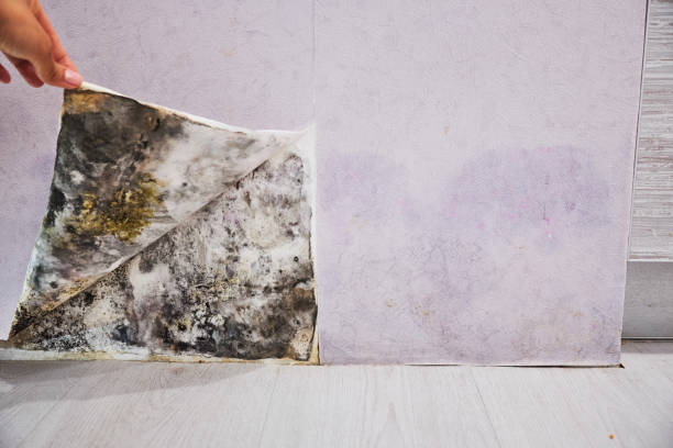 Best Local Mold Removal Service  in Memphis, TN